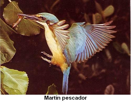 Martín pescador.jpg